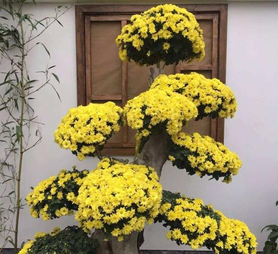 北京造型菊花种植