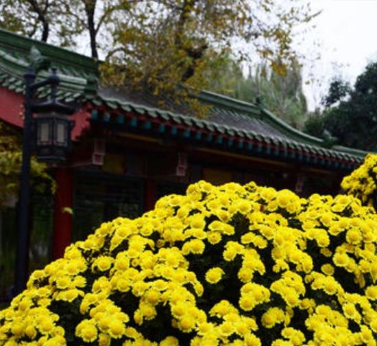 北京景区菊展施工